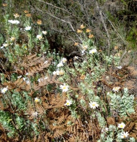 Osmitopsis asteriscoides 
